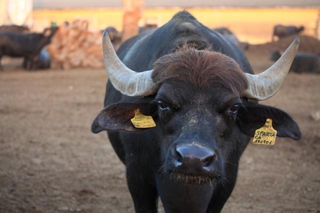 Azienda Agrituristica Seliano Paestum Eksteriør bilde