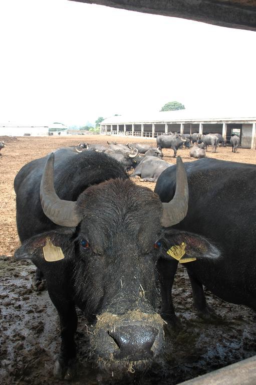 Azienda Agrituristica Seliano Paestum Eksteriør bilde